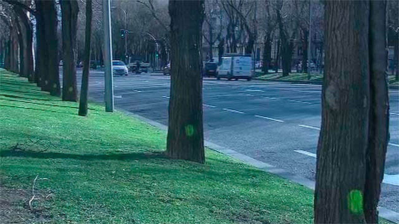 El Ayuntamiento talará más de 700 árboles en la Castellana