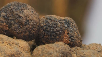 La trufa, del campo al plato