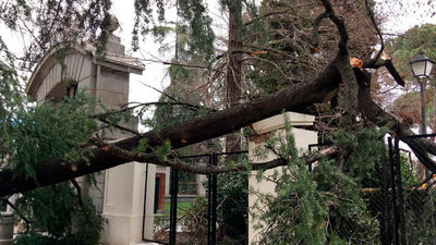 Técnicos municipales trabajan ya en el análisis del arbolado de El Retiro