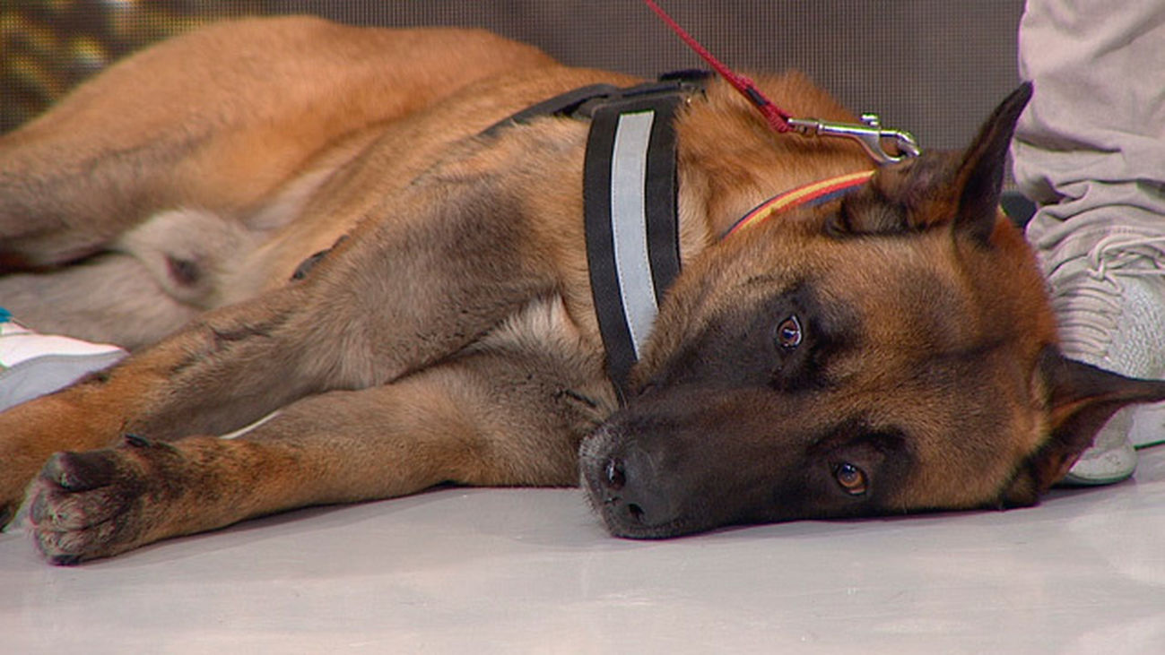 El abandono de mascotas se dispara con la llegada de la Semana Santa