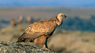 Un buitre leonado sobrevive tras ser arrollado por un tren en La Rioja