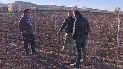 Una plaga de conejos amenaza la cosecha de los agricultores de Arganda