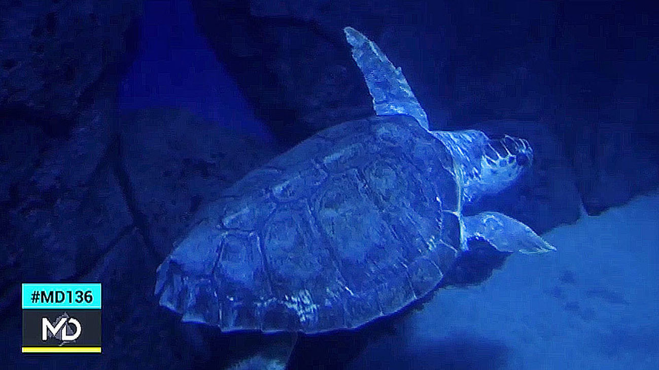 Tortugas, las 'abuelas' del mar
