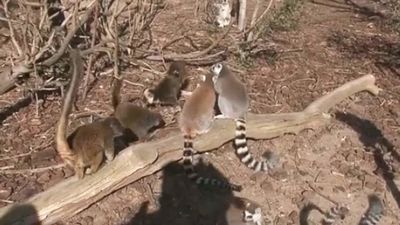 Talleres y campamentos en Faunia