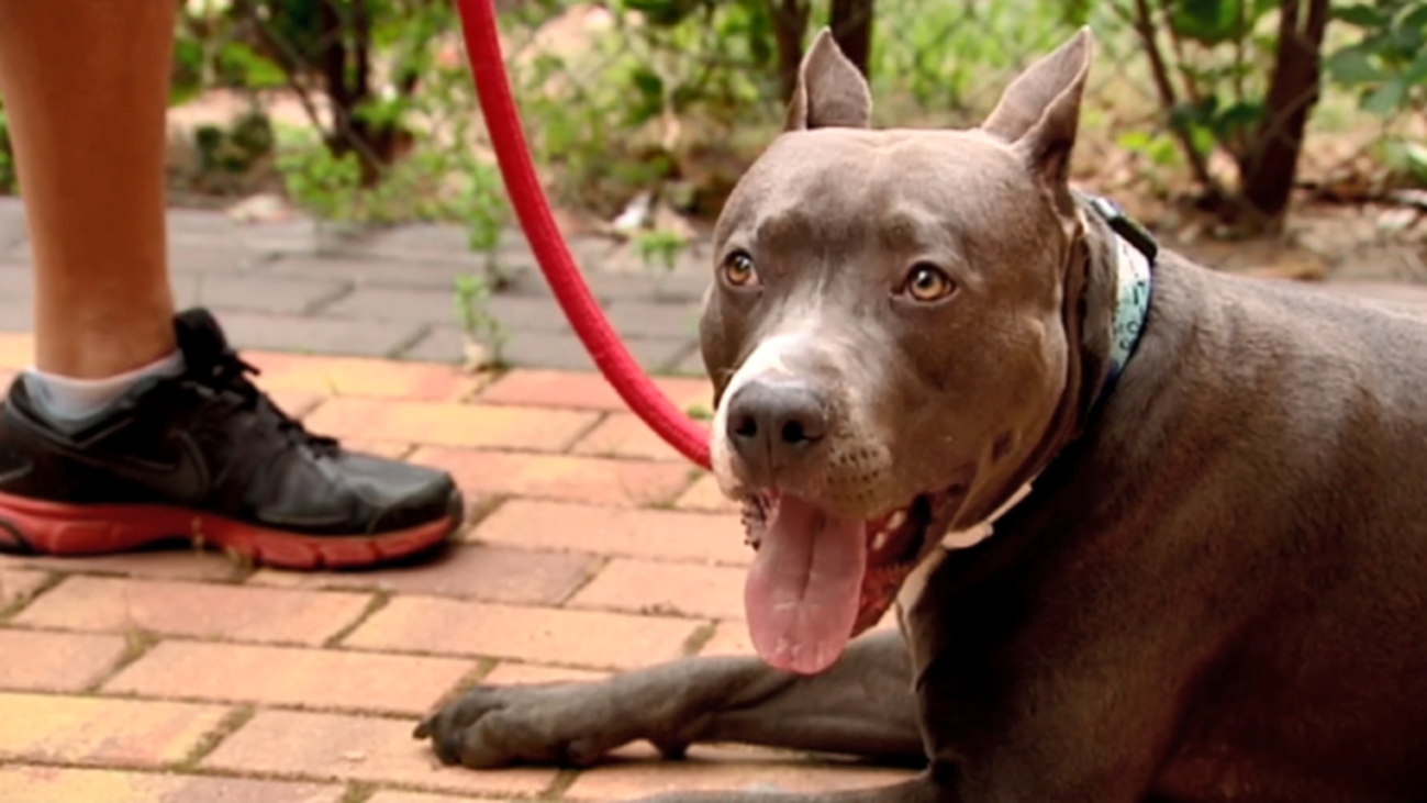 ¿Se pueden evitar los ataques de perros considerados potencialmente peligrosos?