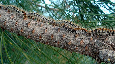 El Ayuntamiento de Madrid elimina 60.000 nidos de oruga procesionaria desde enero