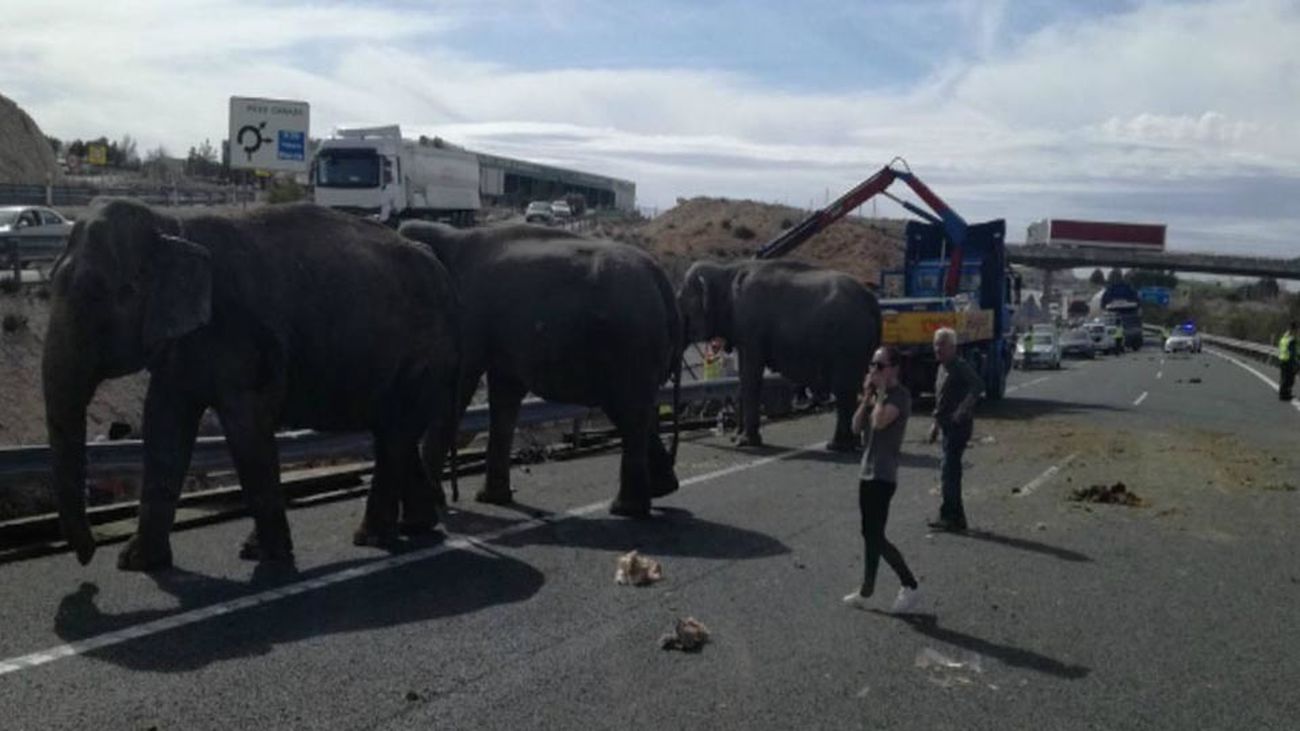 Cortan una carretera de Albacete por la presencia de elefantes