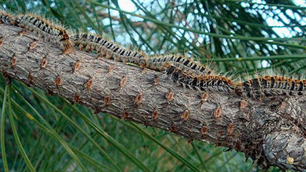 Una plaga de oruga procesionaria ataca Pinar de Chamartín