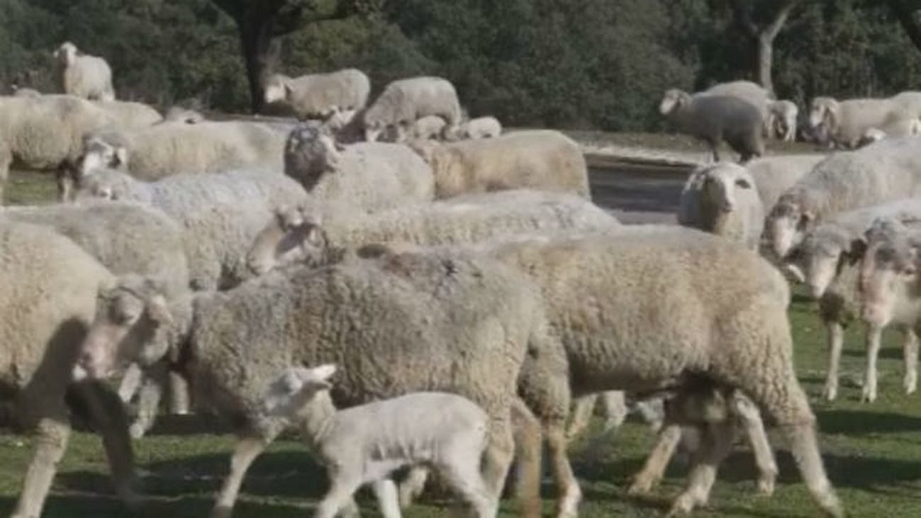 Las ovejas bombero, en Boadilla del Monte