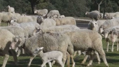 Las ovejas bombero, en Boadilla del Monte