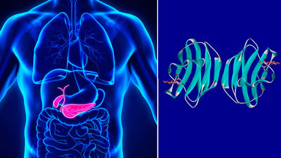 Inhibir la 'Galectina-1' podría ser el primer tratamiento efectivo para frenar el cáncer de páncreas