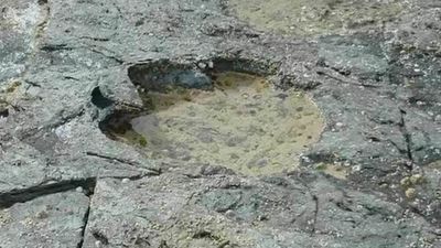 Subastan el esqueleto de un dinosaurio tras exponerlo en la torre Eiffel