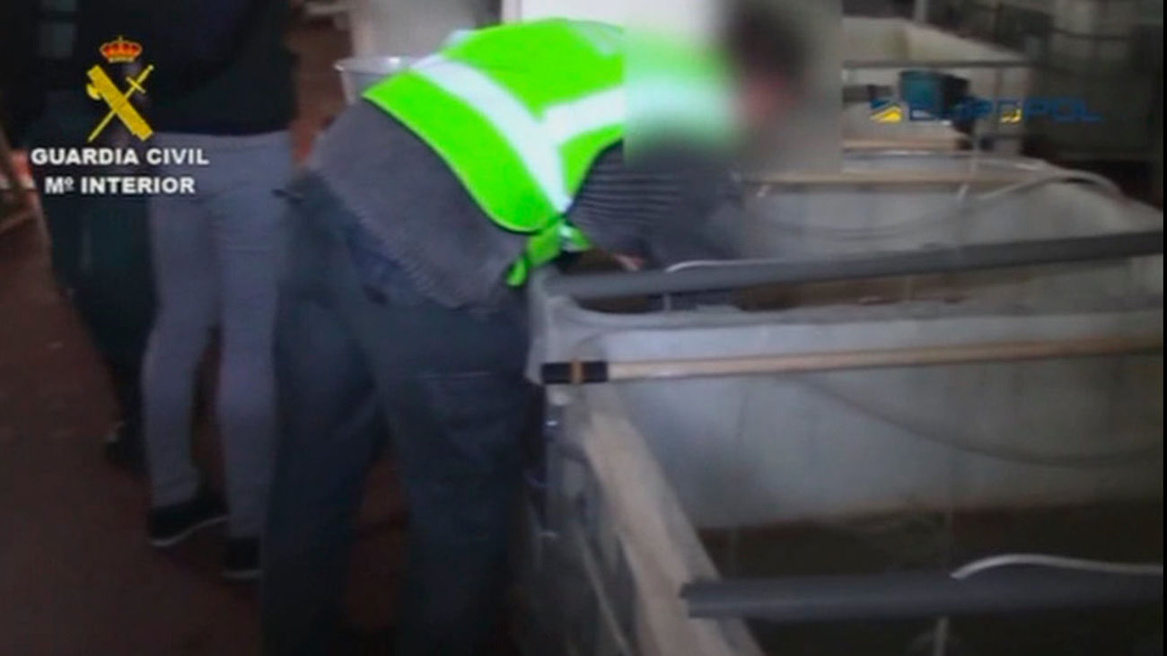 Desarticulada una banda de exportación ilegal de angulas