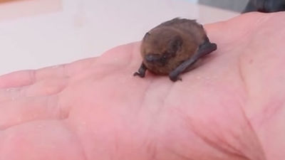 Murciélagos como insecticida natural en Leganés