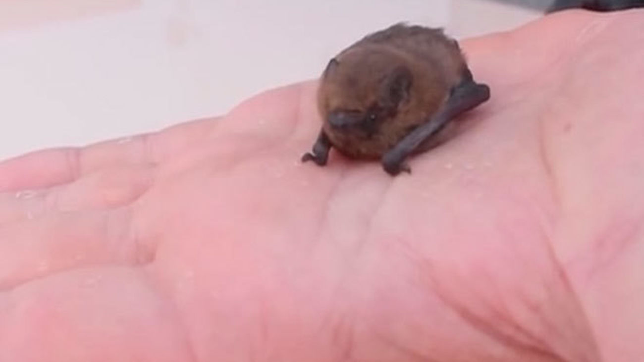 Murciélagos como insecticida natural en Leganés