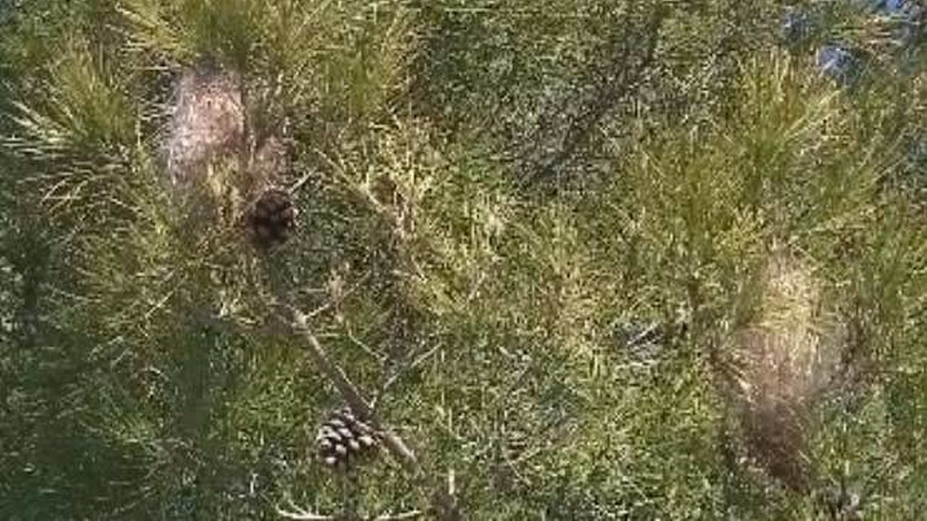 Torredolones, ante las plagas de procesionaria del pino