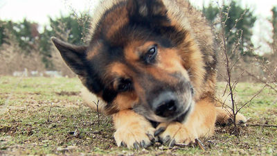 Así se entrena un perro de la Guardia Civil