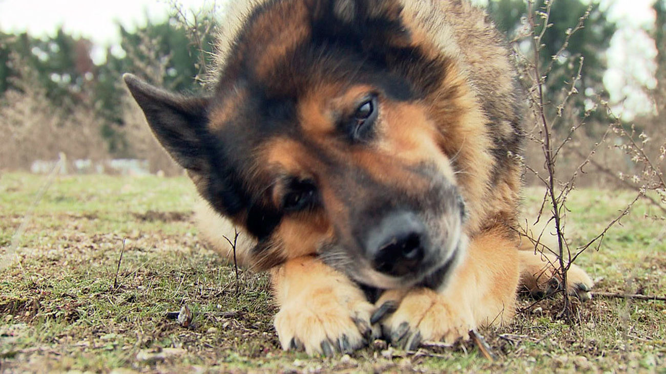 Así se entrena un perro de la Guardia Civil