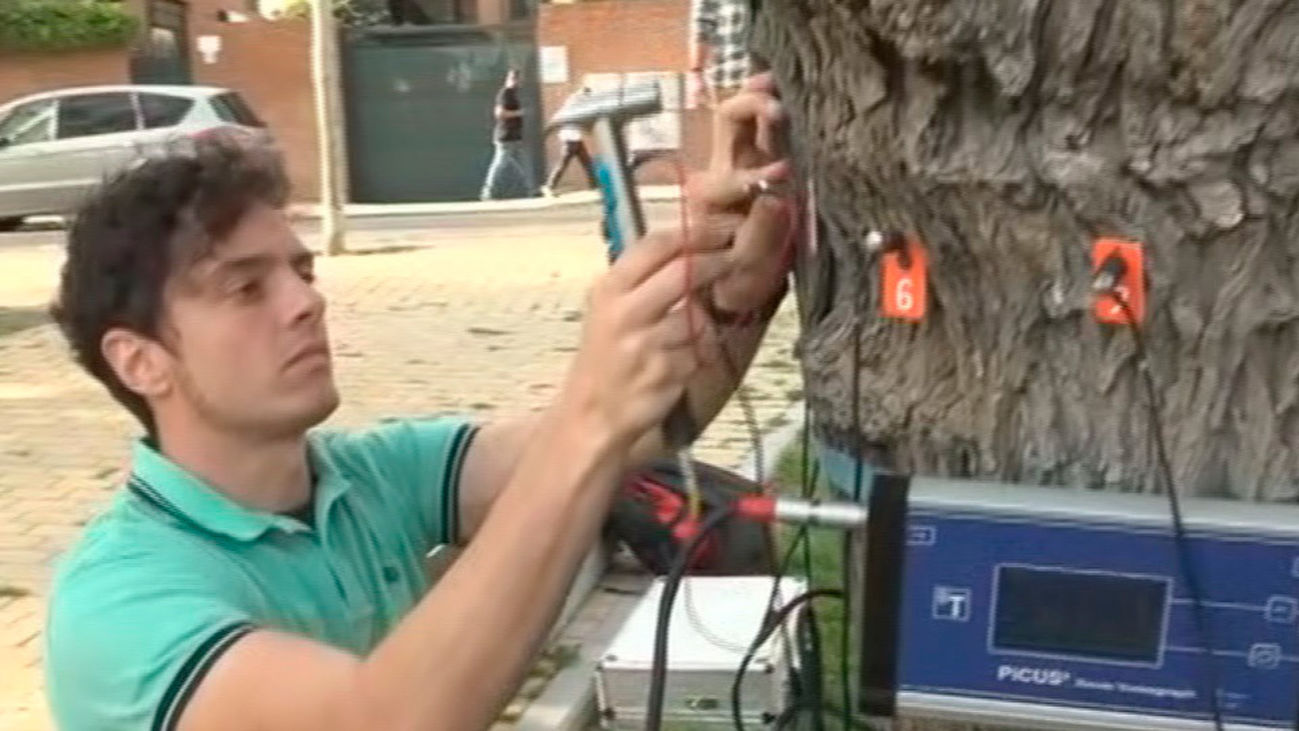 ¿Cómo se sabe si un árbol está enfermo?