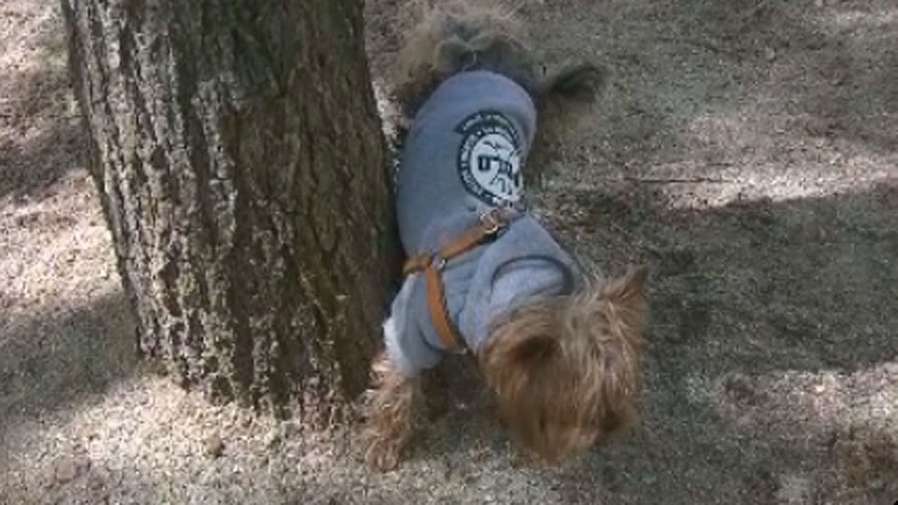 Multa de hasta 750 euros en Pinto a quien deje orinar a su perro en la calle