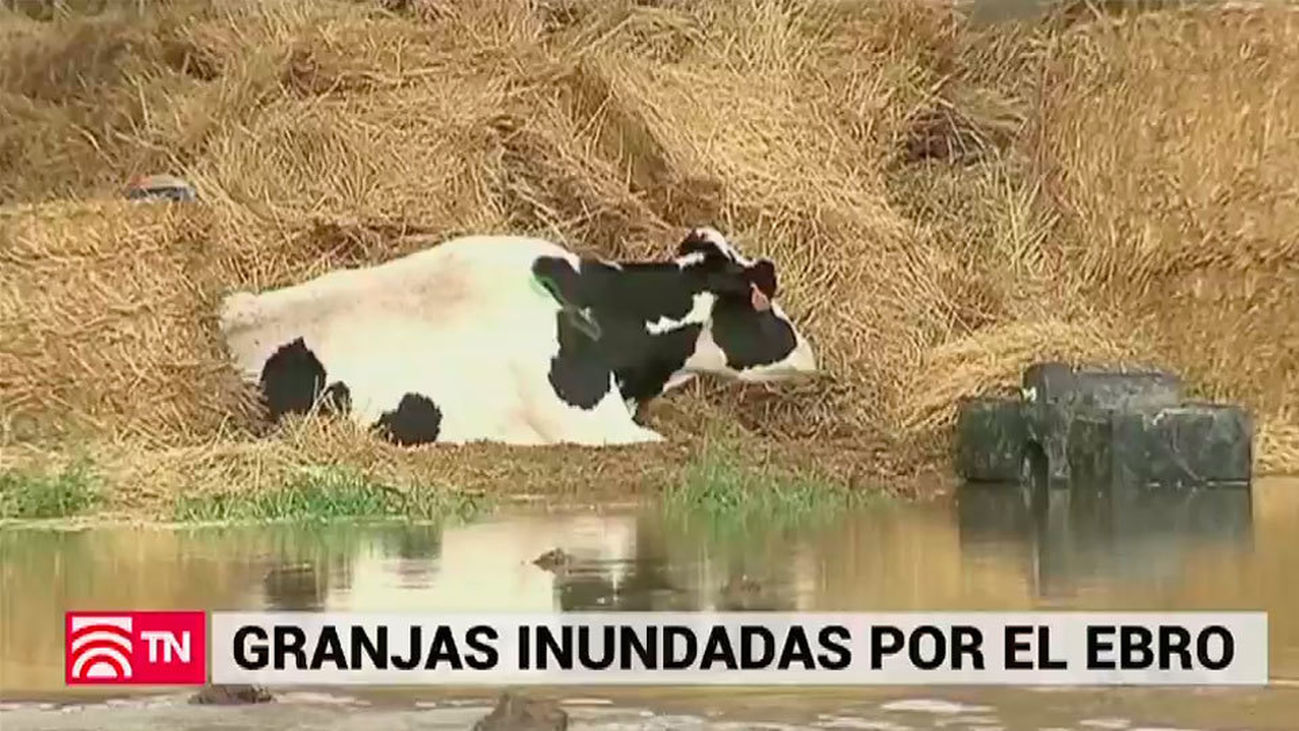 Granjas inundadas por la crecida del Ebro