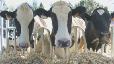 Una granja en plena ciudad