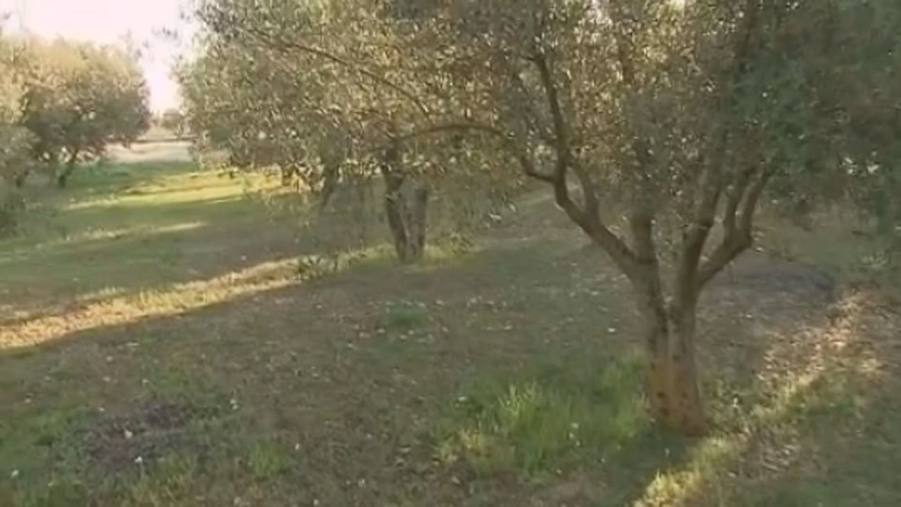 Comienza la tala de olivos en Madrid para acabar con la plaga de una bacteria letal