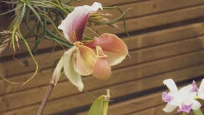 El trópico en Madrid