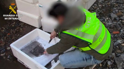 Interceptan 113 kilos de angulas en Barajas para enviar a Hong Kong