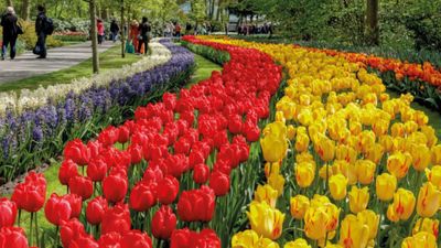 Floración en todo el mundo