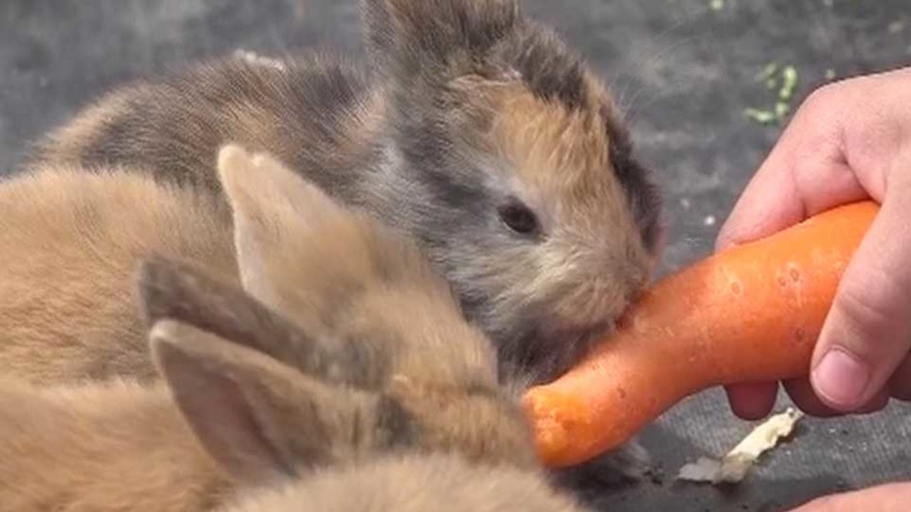 Más de un centenar de animales ibéricos en Navas del Rey