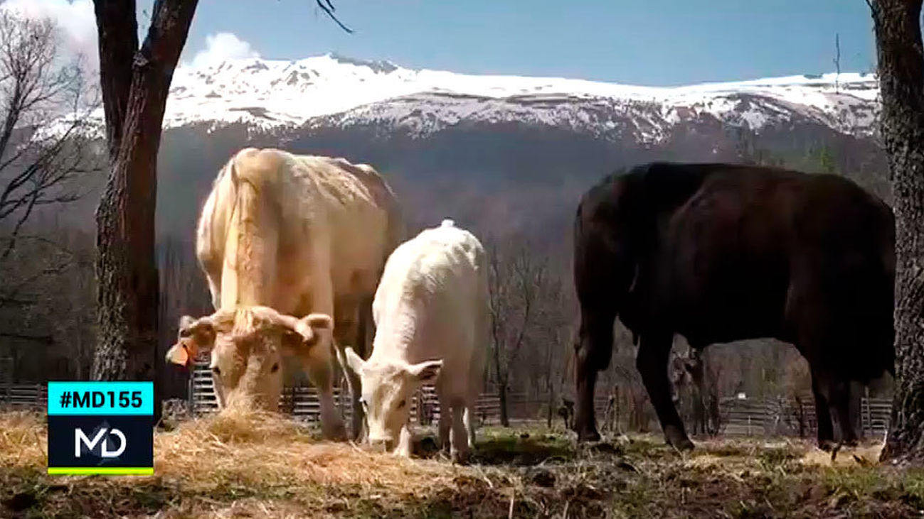 La carne de Guadarrama, premio de la Comunidad de Madrid