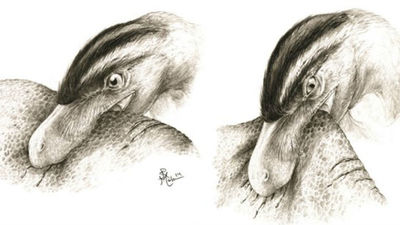 Las aves terrestres lograron sobrevivir a la extinción de los dinosaurios