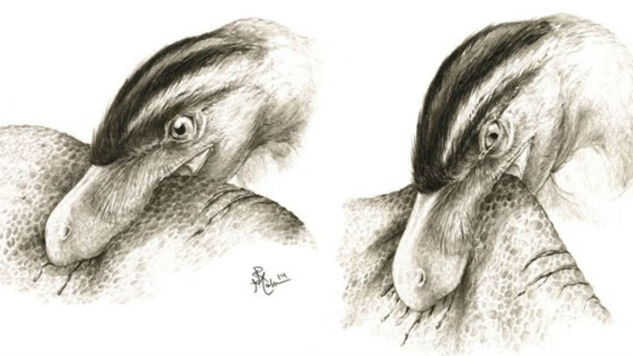 Los dinosaurios depredadores parecidos a aves no competían por sus presas