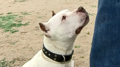 Brutal ataque de un pitbull a una mujer en Entrevías