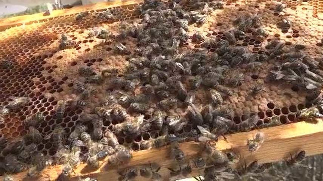 La Abeja Maya de Torrelaguna