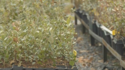Madrid alberga el mayor vivero de árboles clonados