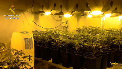 Detenidas 66 personas por pertenecer a cuatro  clanes dedicados al cultivo  de marihuana