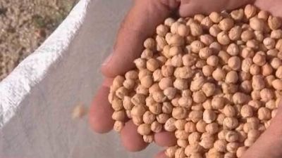 Madrid espera alcanzar las 50.000 toneladas de su garbanzo autóctono