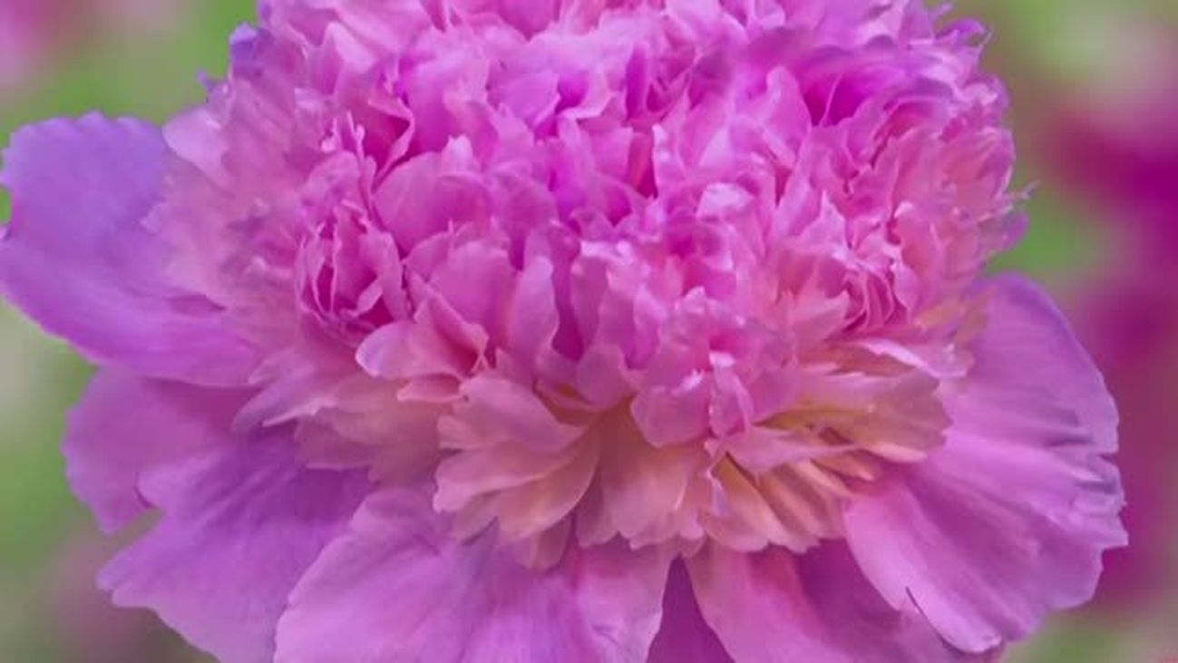 El florecer de la primavera