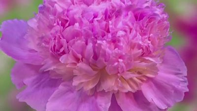 El florecer de la primavera