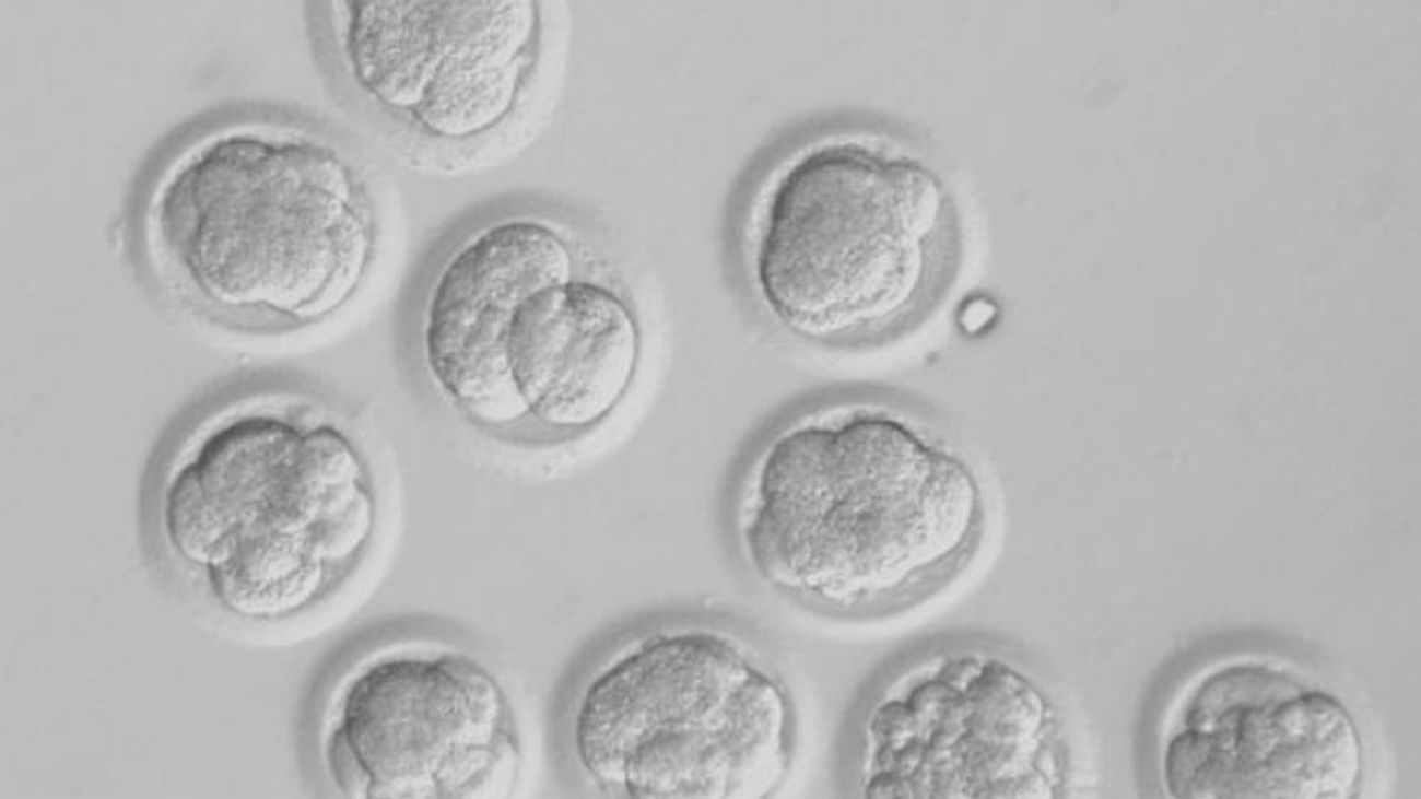 El ayuno aumenta la capacidad regenerativa  de las células madre