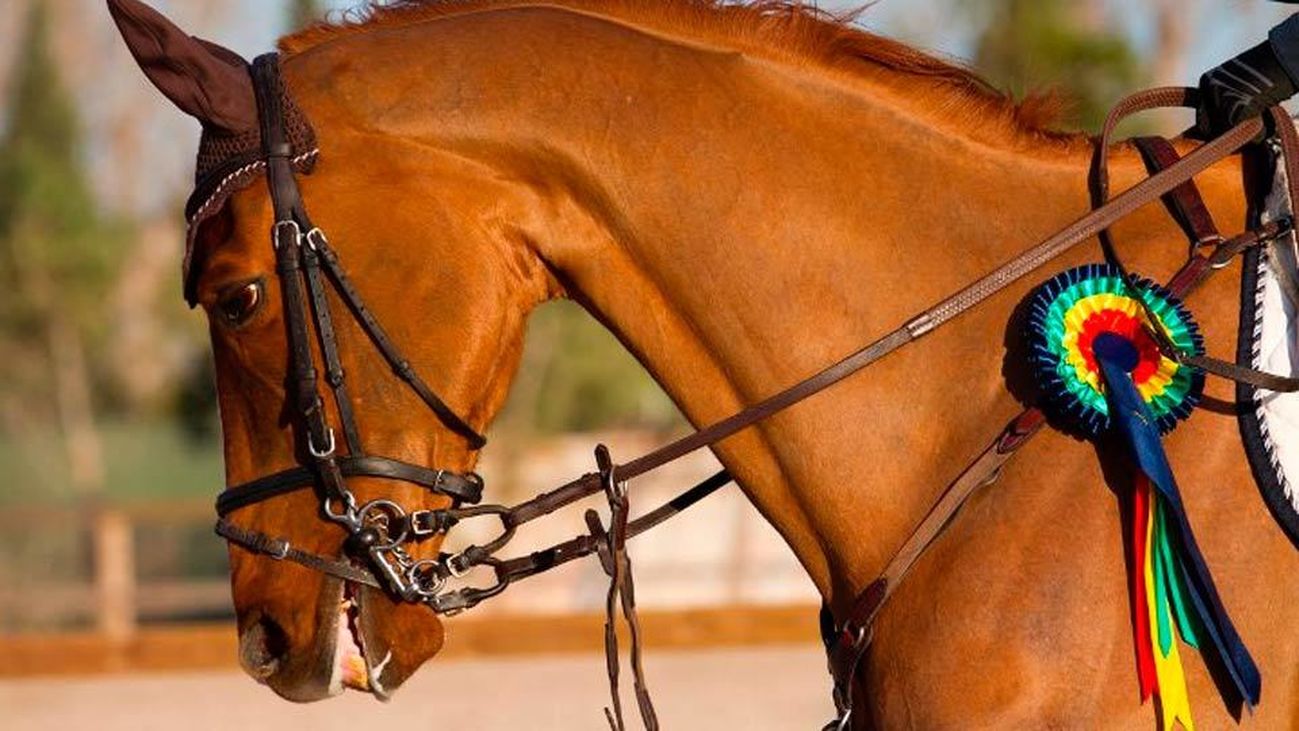 Arranca el concurso hípico de salto con más glamour del mundo