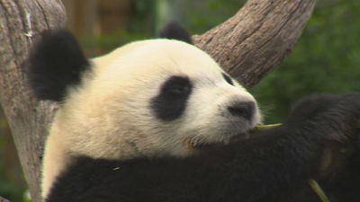 Las crías hacen las delicias de los peques en el zoo de Madrid