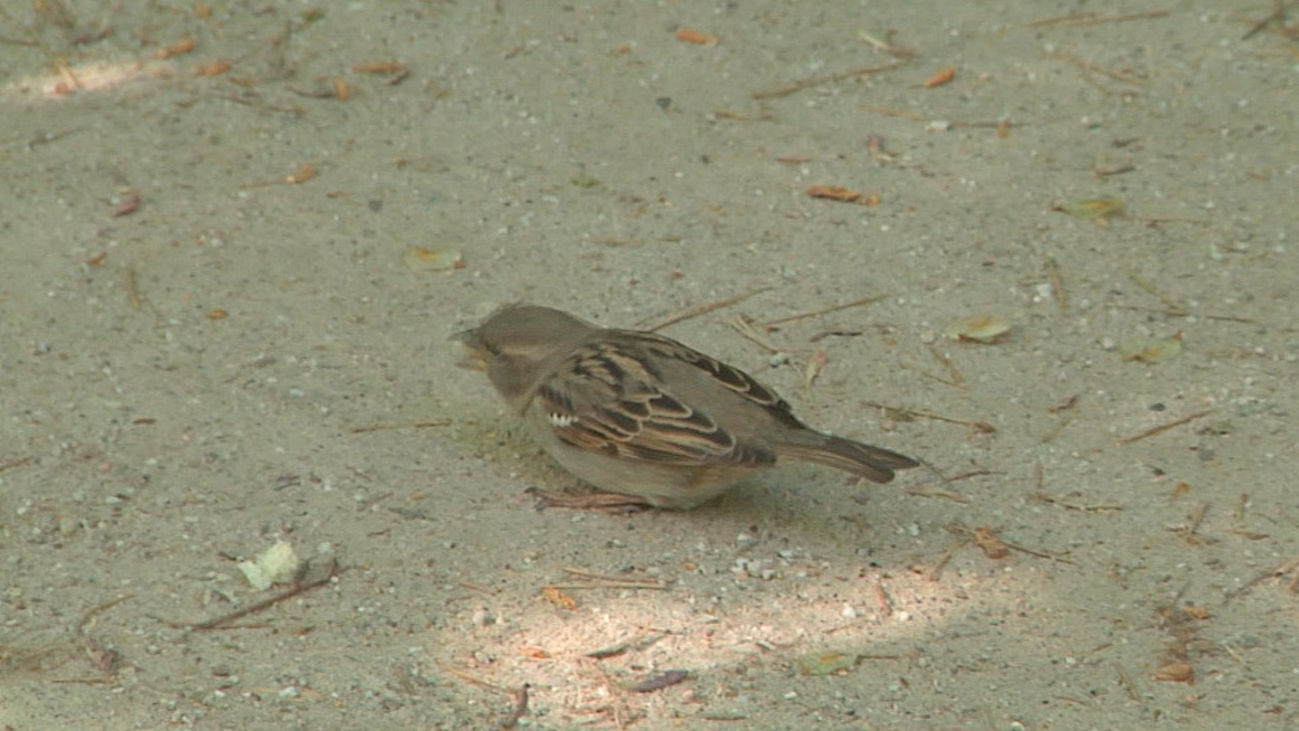 Los gorriones desaparecen de nuestra calles
