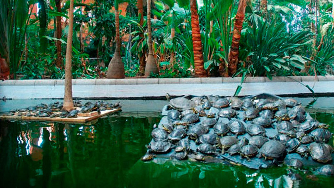 Adiós a las tortugas que habitaban el estanque de la estación de Atocha