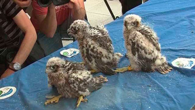 Vuelve a criar la pareja de halcón peregrino del Gómez Ulla