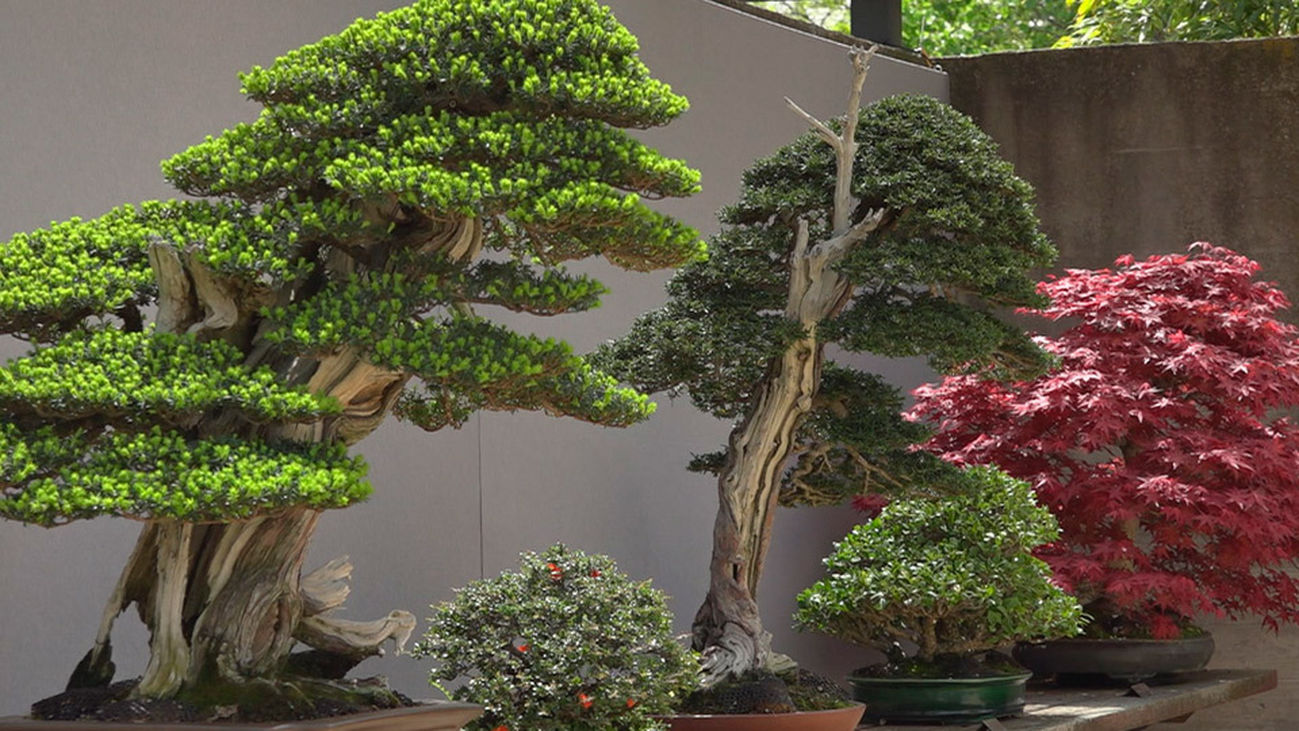 La belleza de la primavera en el museo del Bonsái de Alcobendas