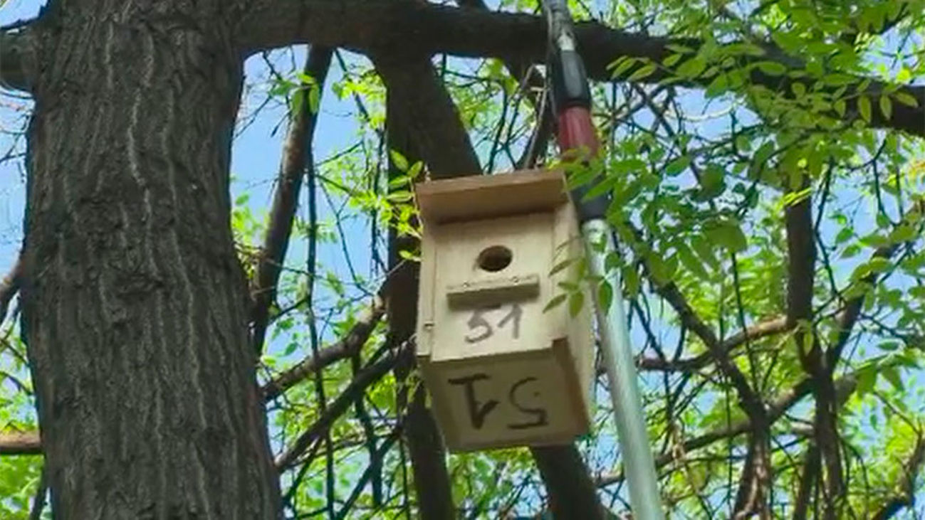 Instalan 126 cajas-nido en los árboles de la Castellana que han quedado tras la tala
