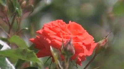 ¿Cuál es la rosa más bella del Parque del Oeste?